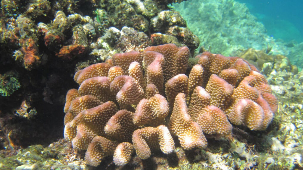 Coral under water.
