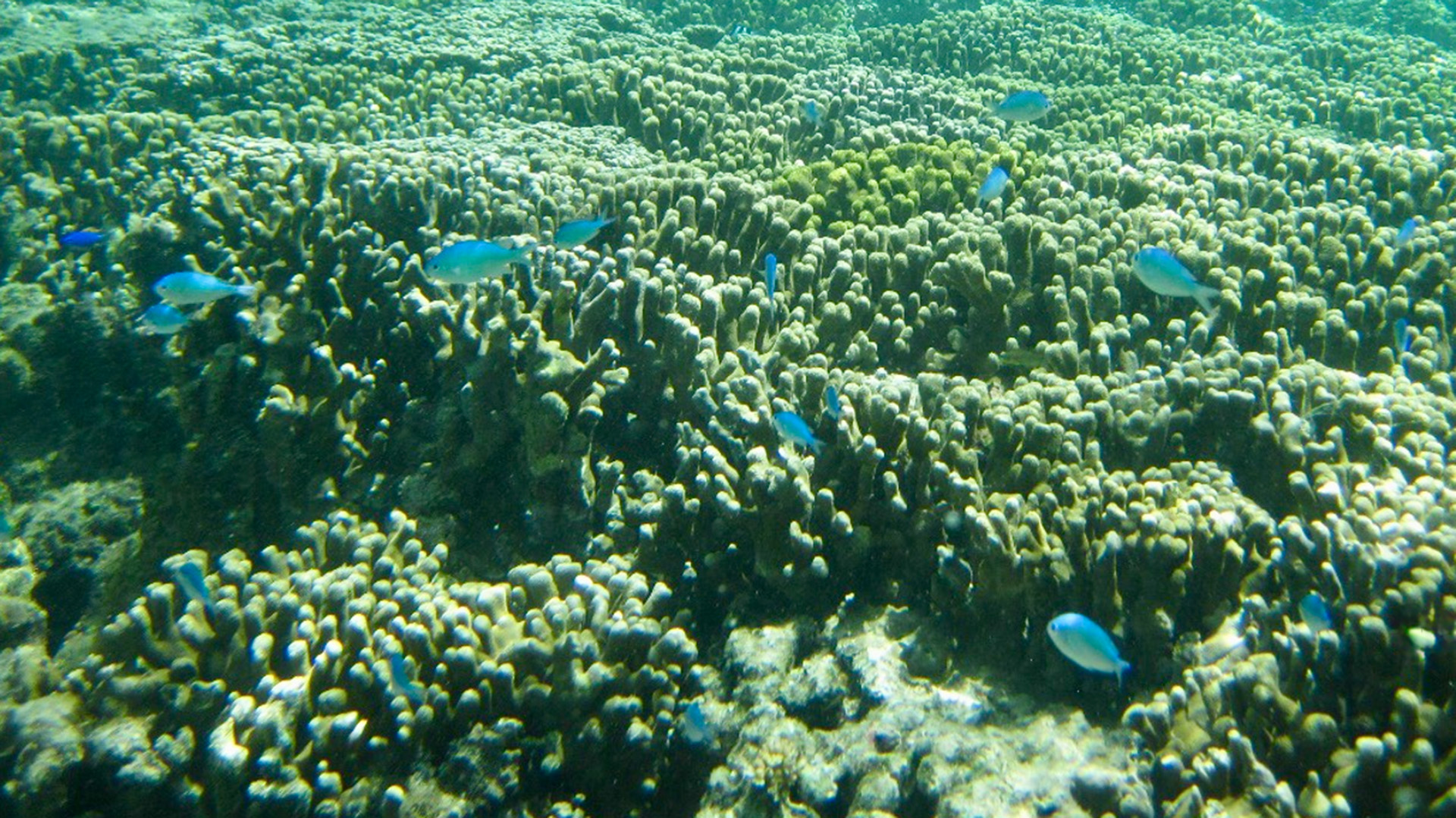 Coral under water.